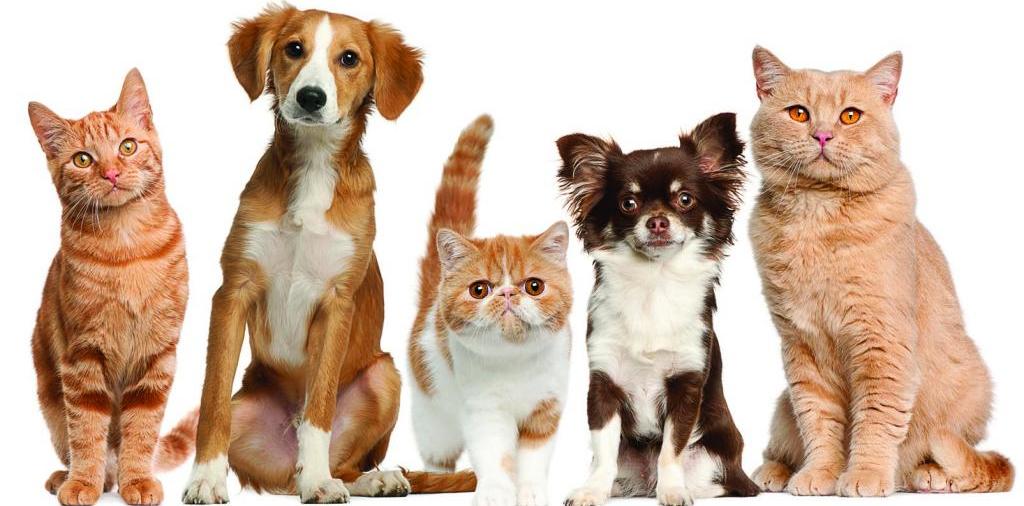Доска объявлений о животных | ЗооТом - продажа, вязка и услуги для животных в Осинниках