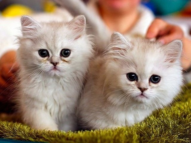 Породы кошек в Осинниках | ЗооТом портал о животных