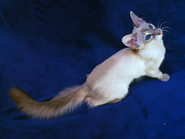 Выведенные породы кошек в Осинниках | ЗооТом портал о животных