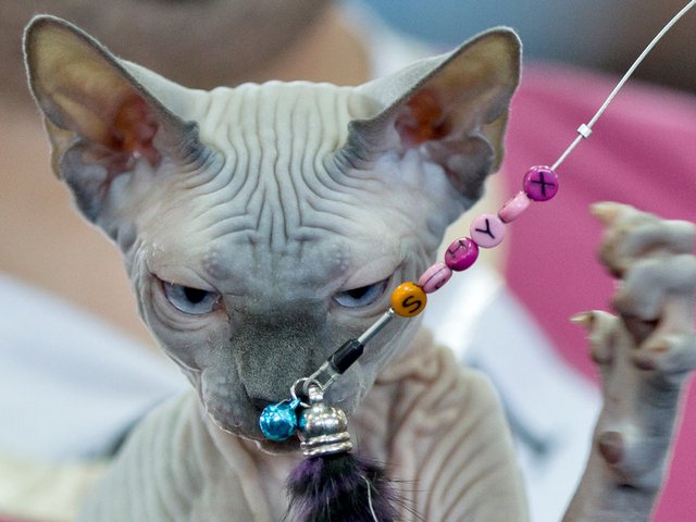 Выставки кошек в Осинниках | ЗооТом портал о животных