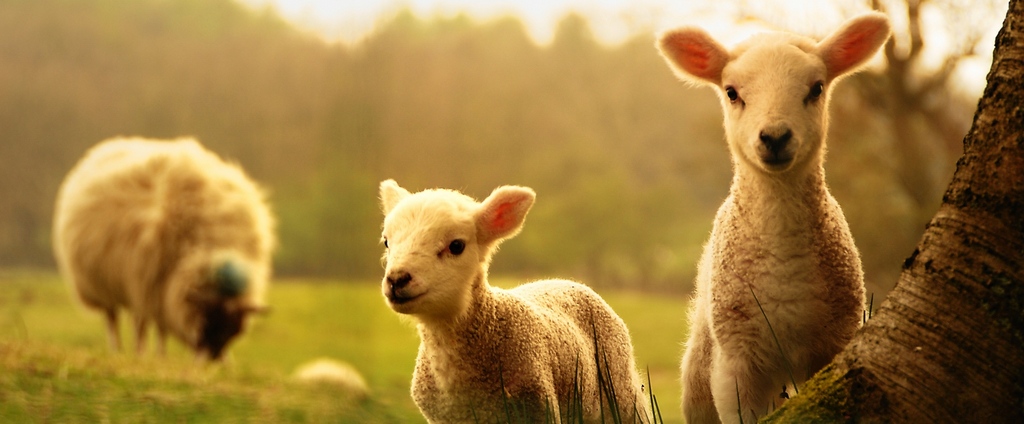 Объявления о сельскохозяйственных животных | ЗооТом - продажа, вязка и услуги для животных в Осинниках