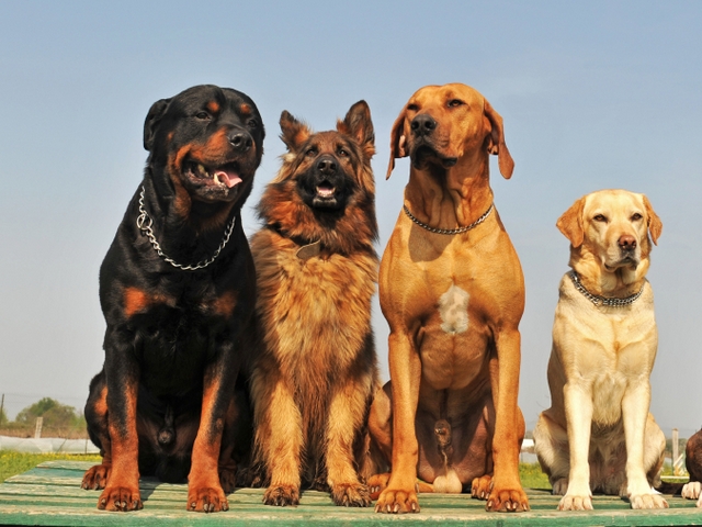 Крупные породы собак в Осинниках | ЗооТом портал о животных