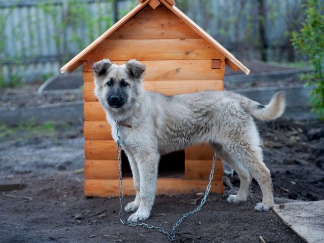 Все о собаках в Осинниках Все о собаках в Осинниках
